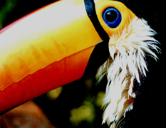 Image Number Four