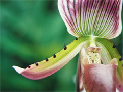 Image Number Three